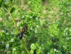Aroma Othris Oregánový med 950g